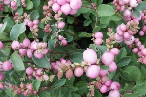 🌿СНЕЖНОЯГОДНИК розовый MAGIC BERRY🌿