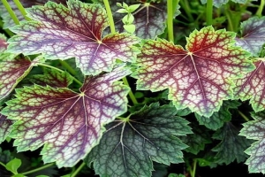 🌿Гейхера Beauty Colour - прекрасное зимостойкое многолетнее растение, которое сделает ваш сад намного эффектнее. Из плюсов данного сорта: он очень неприхотлив.