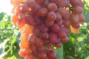 Расскажем о популярных сортах винограда кишмиш – “Лучистый”, “342” и “Румба”. Кишмиш – это десертный сорт винограда без косточек, сорт естественной мутации.