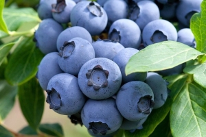 🍇Голубика высокорослая Блюкроп