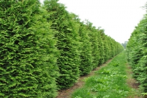 🌳Туя западная Brabant