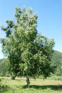 Берёза (Betula)