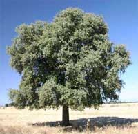 Дуб (Quercus)